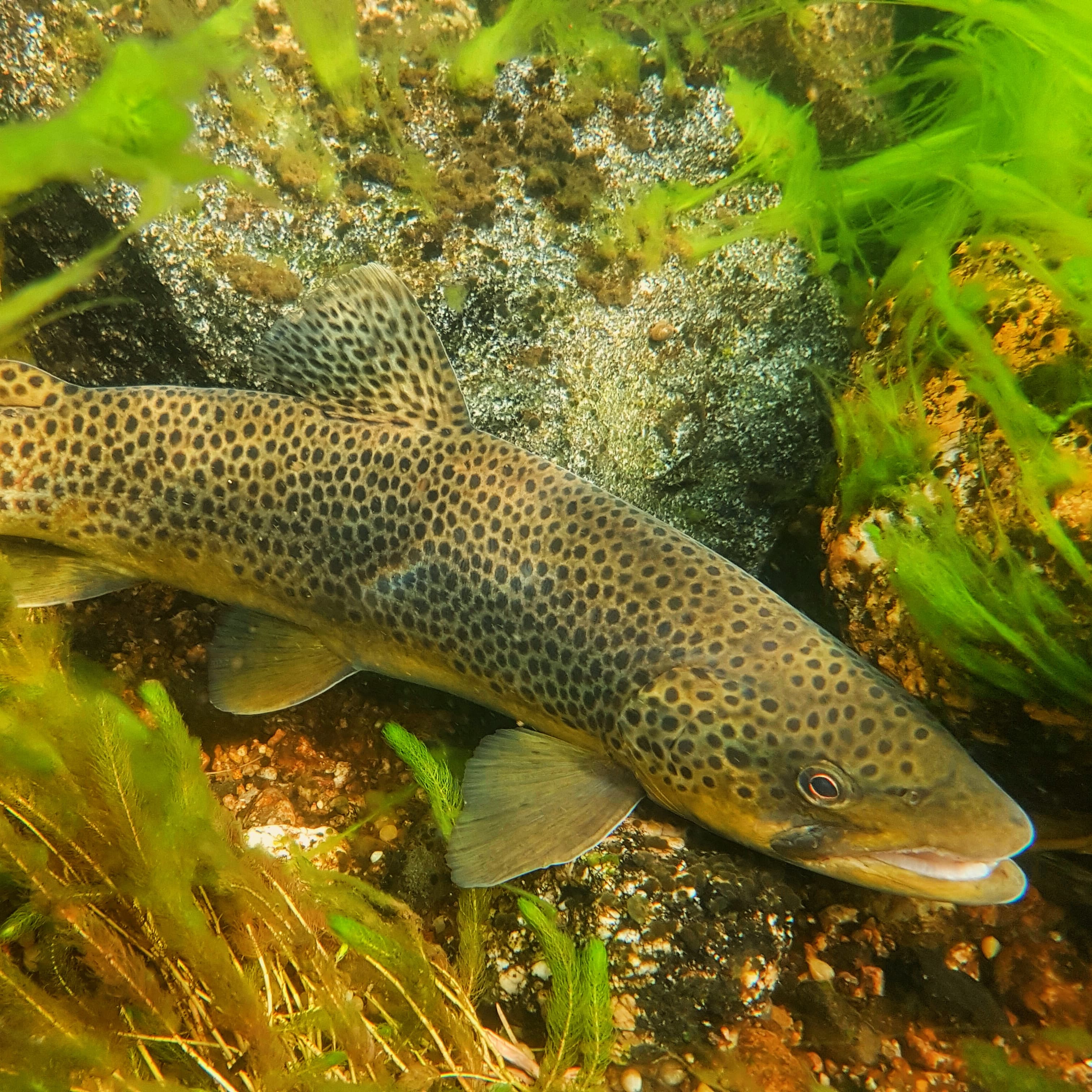 Öring