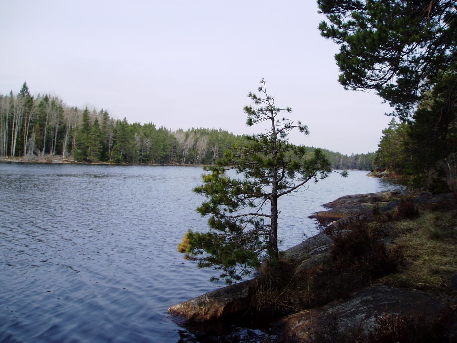 Lake Långsjön in Tyresta National Park, calm water surrounded by dense conifer forest.