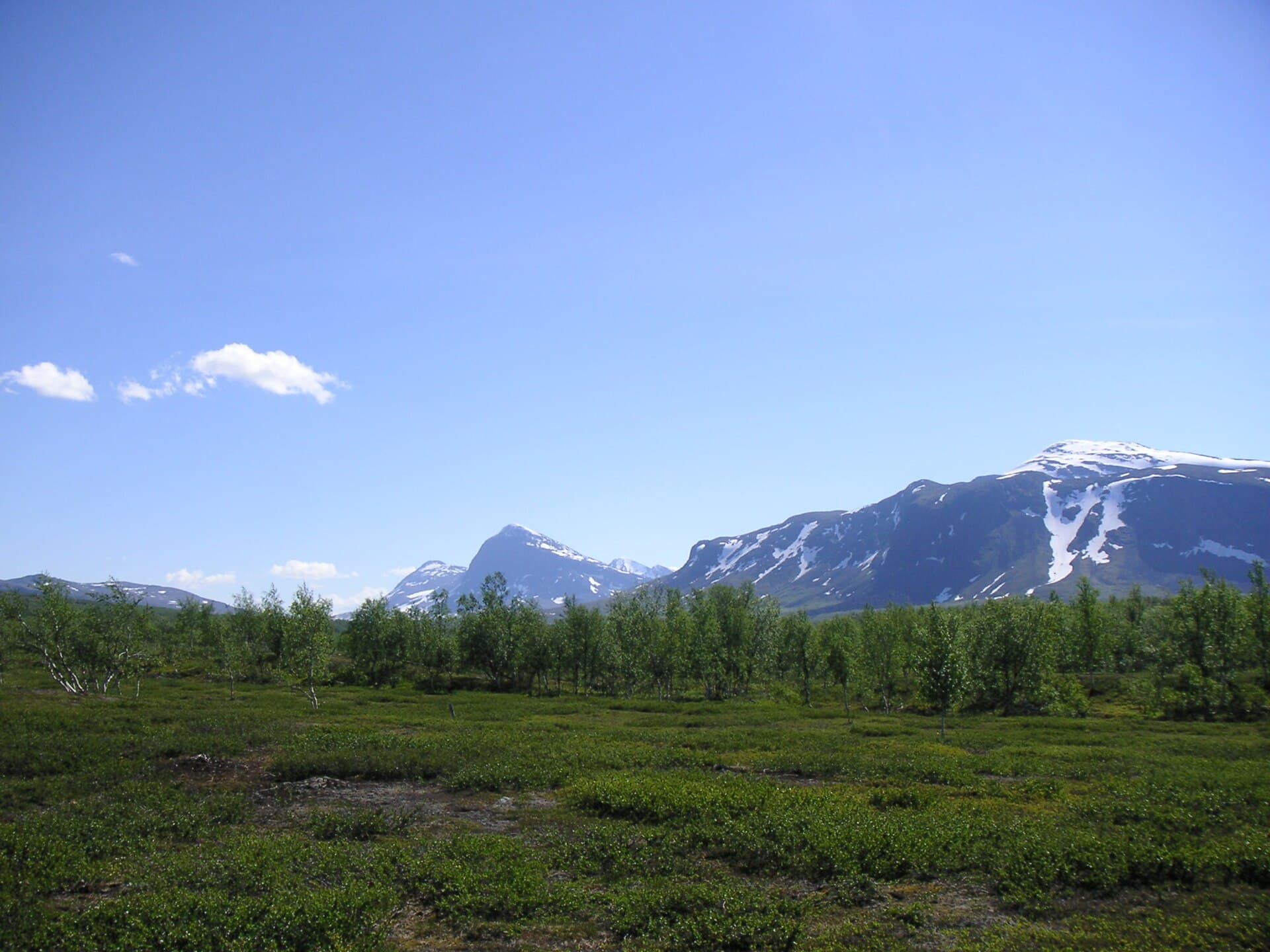 A view over Padjelanta National Park with birch forest in the foreground and snow-capped mountain peaks in the background under a clear blue sky.