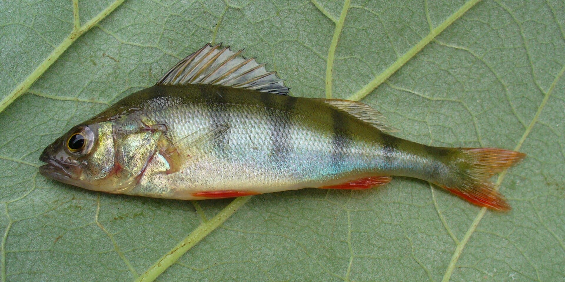 Abborre liggande på ett stort blad, med gulgrön kropp, mörka tvärband på sidorna och rödorange bukfenor.