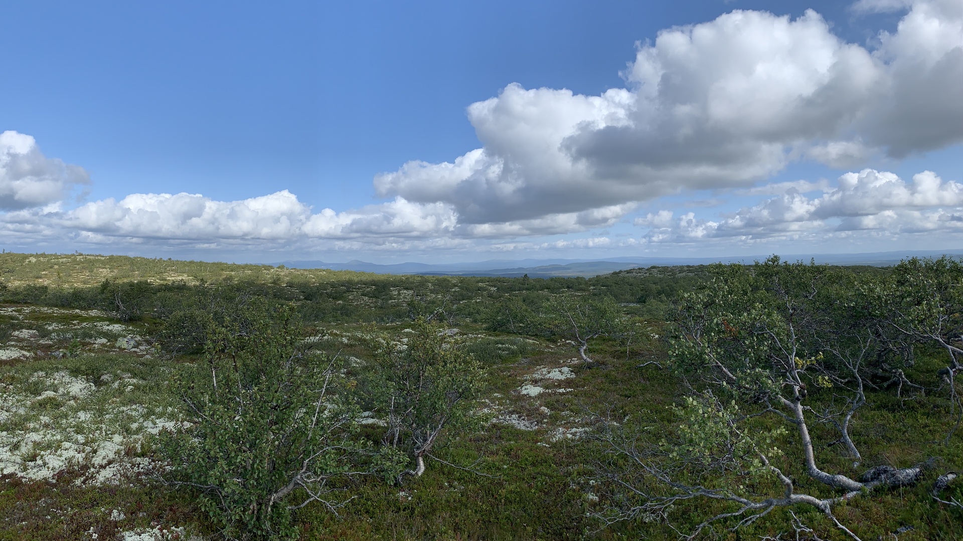 Fulufjället, kalfjället 'uppe på Fulufjället' ovanför trädgränsen.