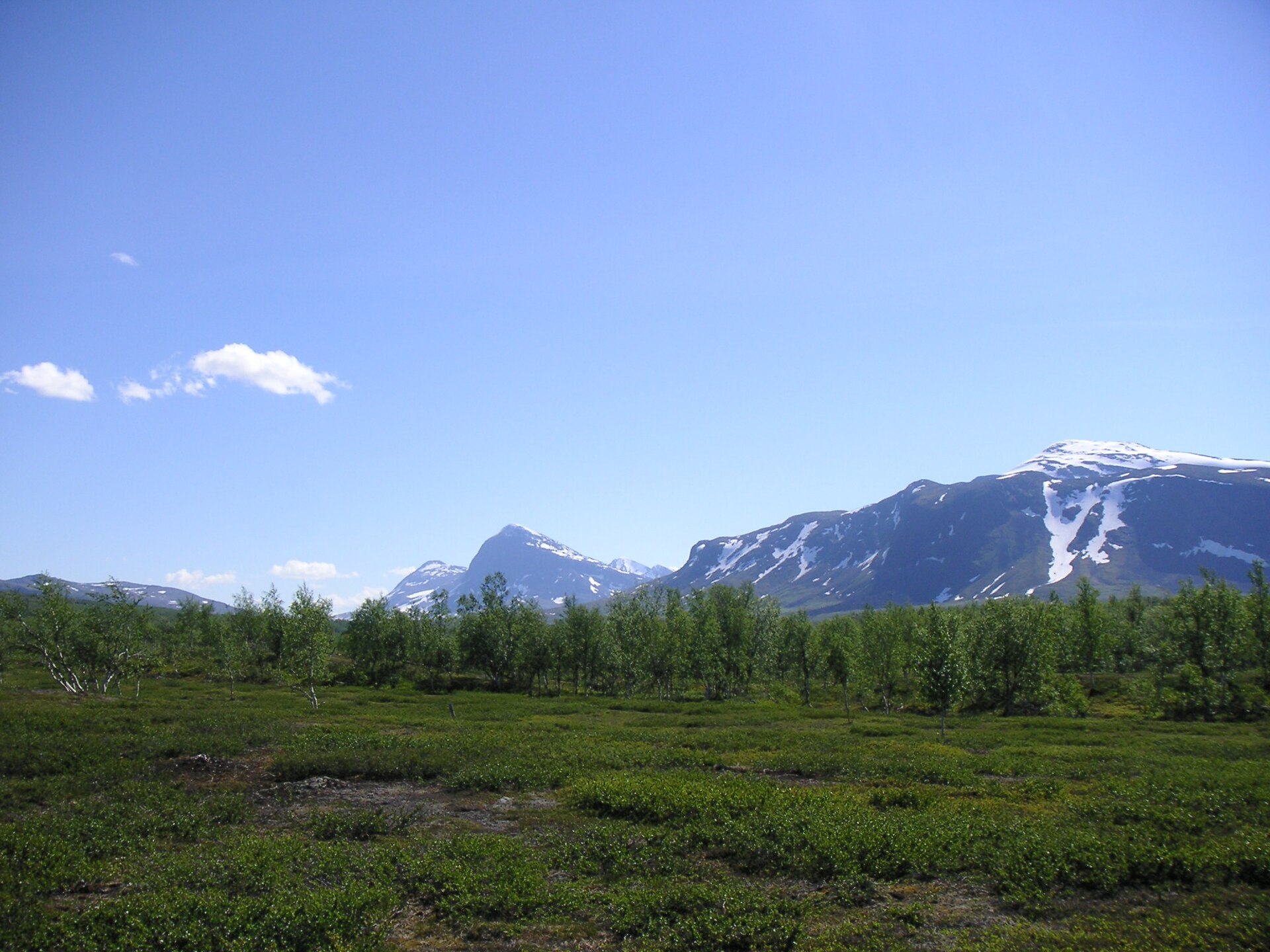 Vy över Padjelanta nationalpark med björkskog i förgrunden och snötäckta fjälltoppar i bakgrunden under klarblå himmel.