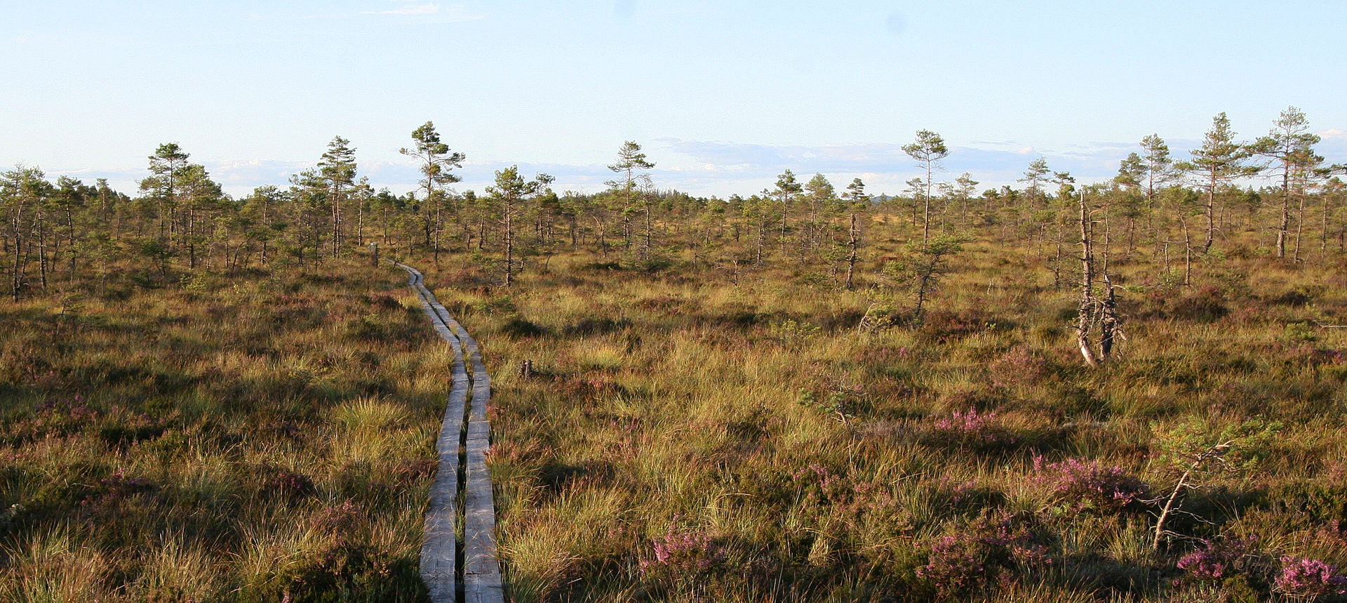 Träspång över öppen myrmark i Store Mosse nationalpark, med spridda tallar och blommande ljung under klarblå himmel.