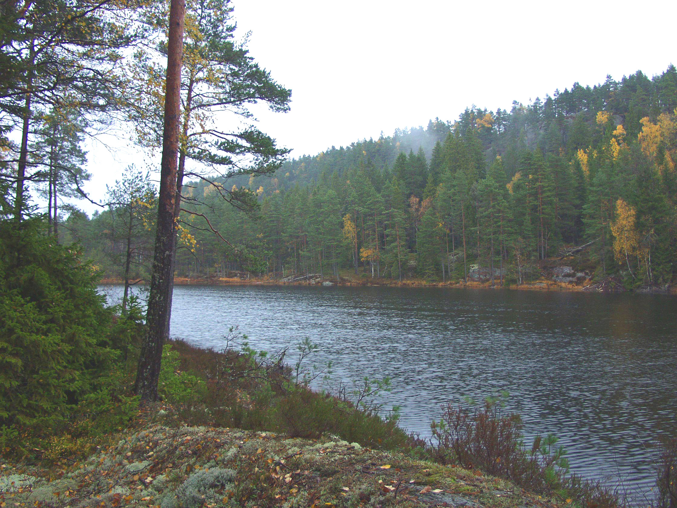 Sjön Långetjärn i Tresticklans nationalpark, omgiven av tallskog i höstfärger under en disig himmel.